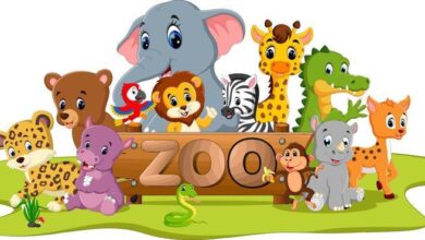 ایردراپ ZOO: فرصتی برای سرگرمی و کسب درآمد در دنیای ارز دیجیتال